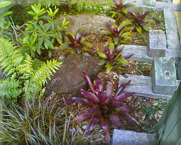 Arapito bromeliads 1